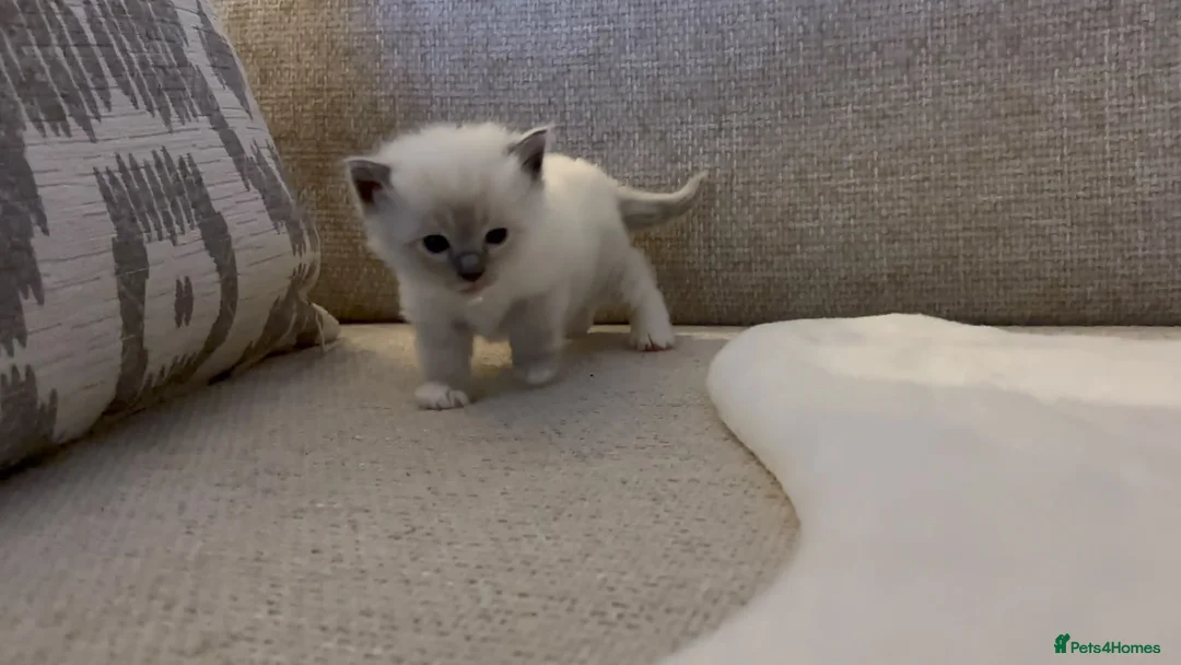 Ragdoll cats for sale: Ragdoll Babies ❤️ - Advert 2