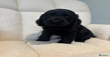 Cocker Spaniel dogs - Advert 10