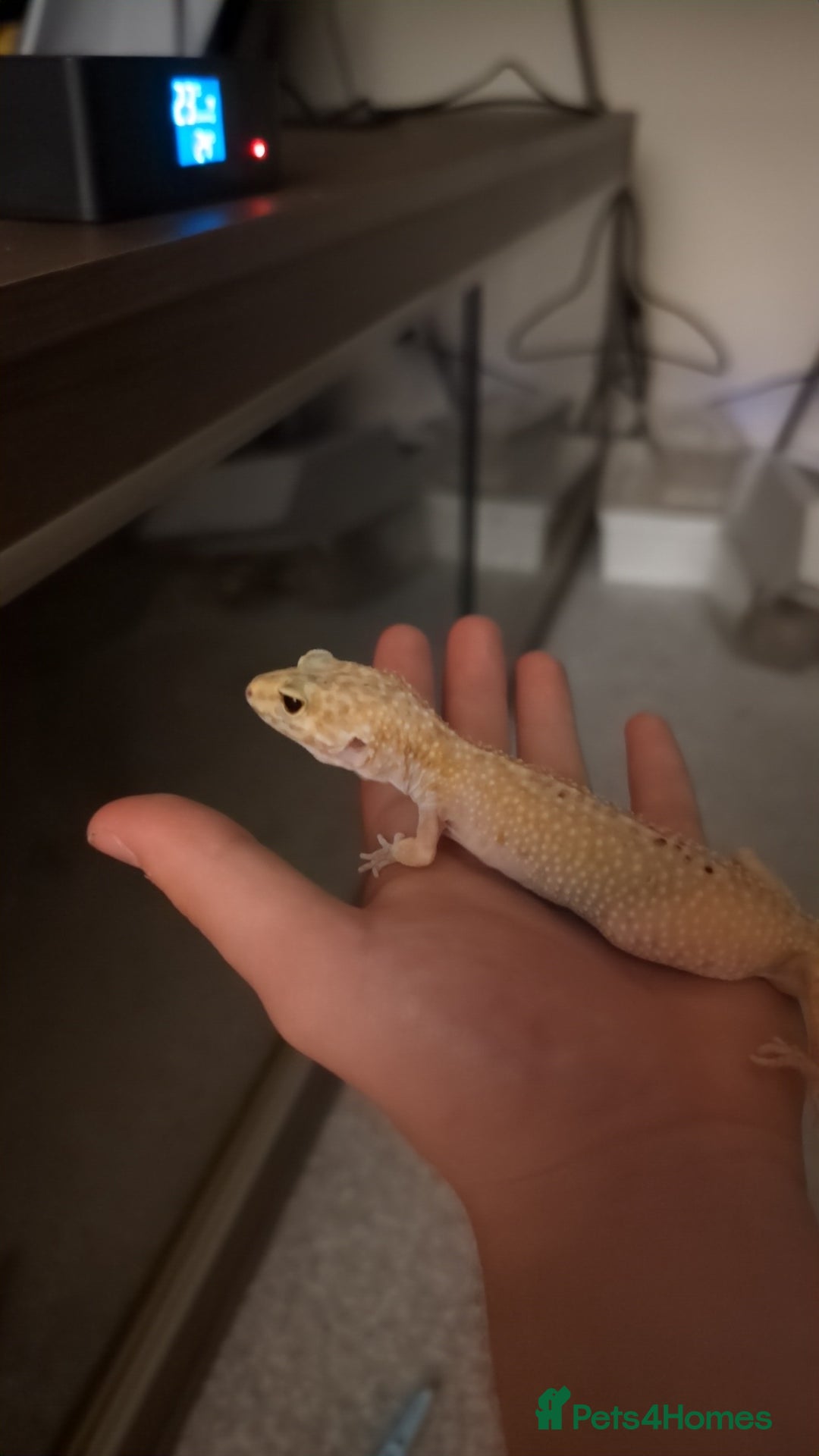 Gecko reptiles for sale: Female leopard gecko  - Image 2