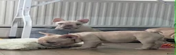 French Bulldog dogs for sale:  French bulldog puppies/Health Tested Parent - Advert 10