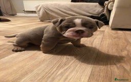 English Bulldog dogs for sale: Stunning English bulldogs - Image 4