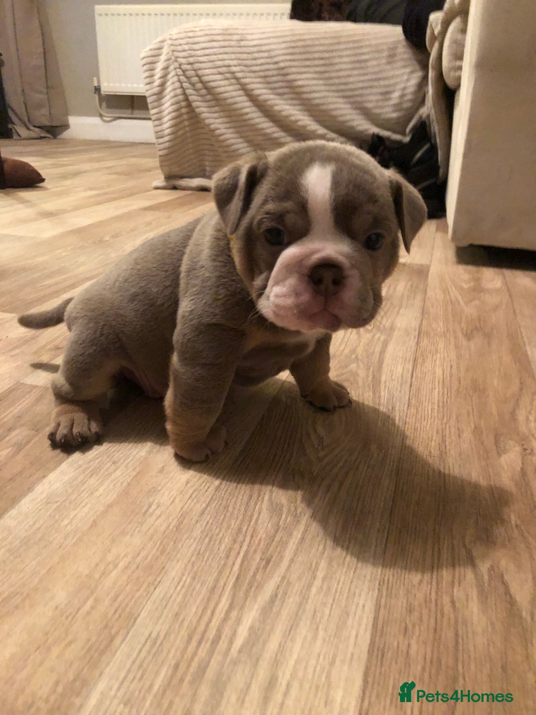 English Bulldog dogs for sale: Stunning English bulldogs - Image 4