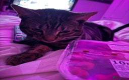 Bengal cats for sale: Max   - Advert 4