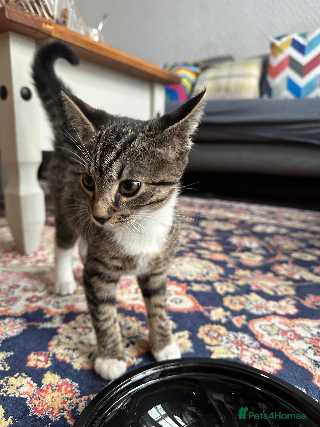 Mixed Breed cats for sale: Two kittens for sale - Image 2