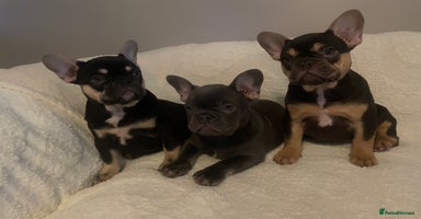 French Bulldog dogs - Advert 11