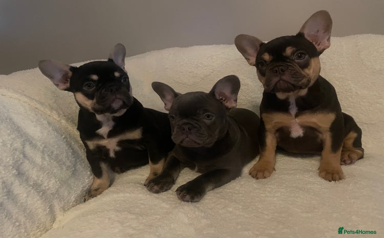 French Bulldog dogs - Advert 1