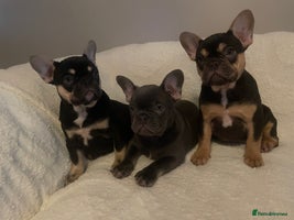 French Bulldog dogs - Advert 11