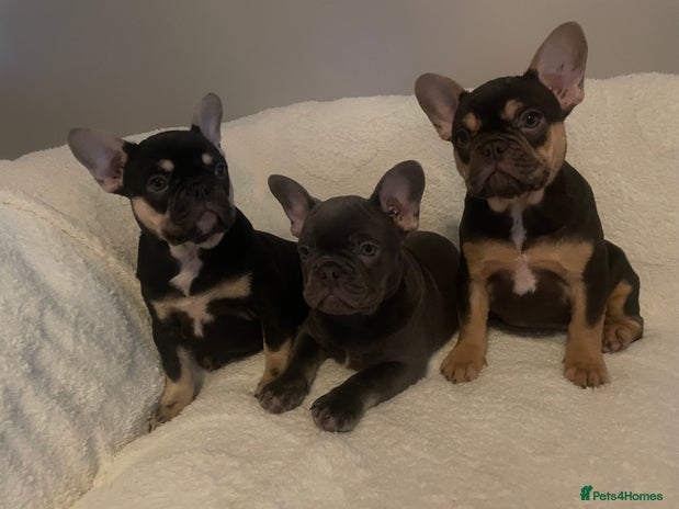 French Bulldog dogs - Advert 4