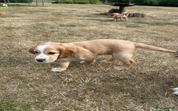 Cocker Spaniel dogs for sale: Working Cocker ( + bit of show and clumber) - Image 9