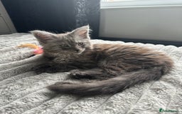 Maine Coon cats for sale: XXL Maine Coon Kittens Double TICA Champion lines  - Image 30