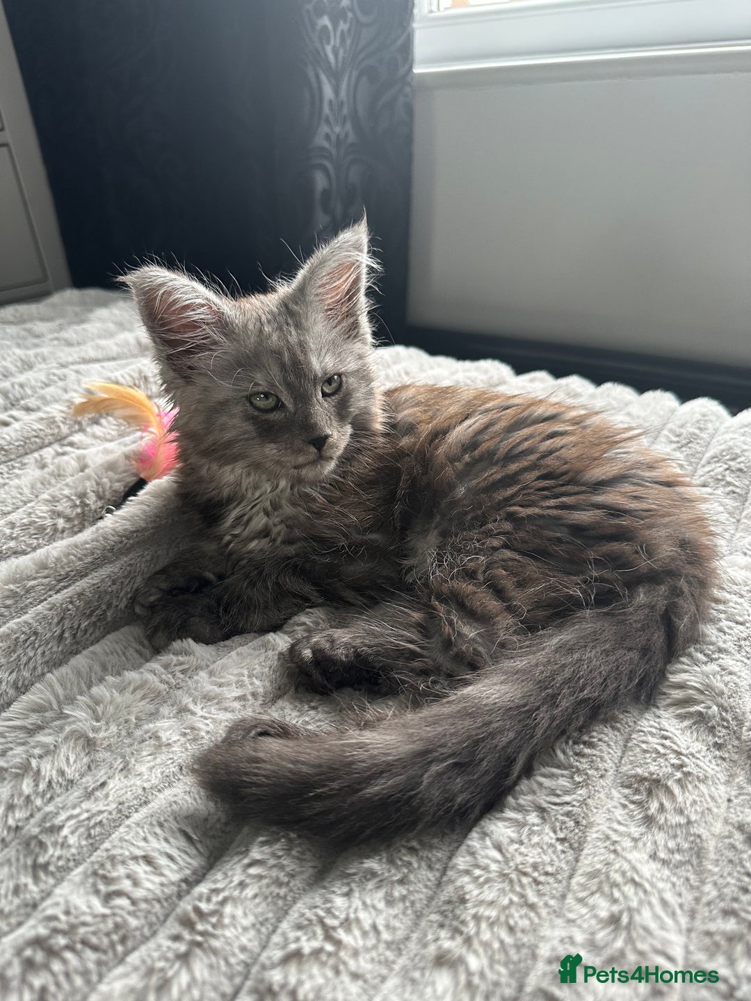 Maine Coon cats for sale: XXL Maine Coon Kittens Double TICA Champion lines  - Image 30