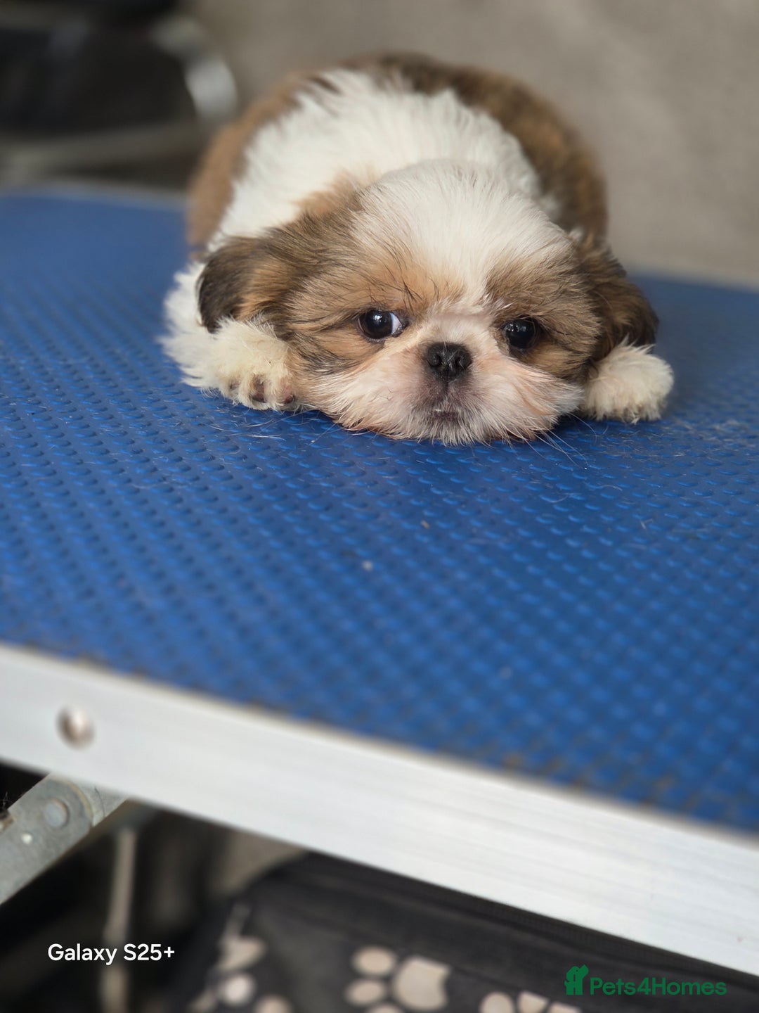 Shih Tzu dogs for sale: Lovely litter of shihtzu  - Image 4