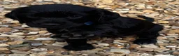 Cocker Spaniel dogs for sale: Cocker Spaniel Puppies - Advert 27