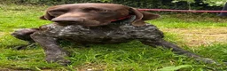 German Shorthaired Pointer dogs for adoption: Gorgeous GSP, Son in Matlock - Advert 3