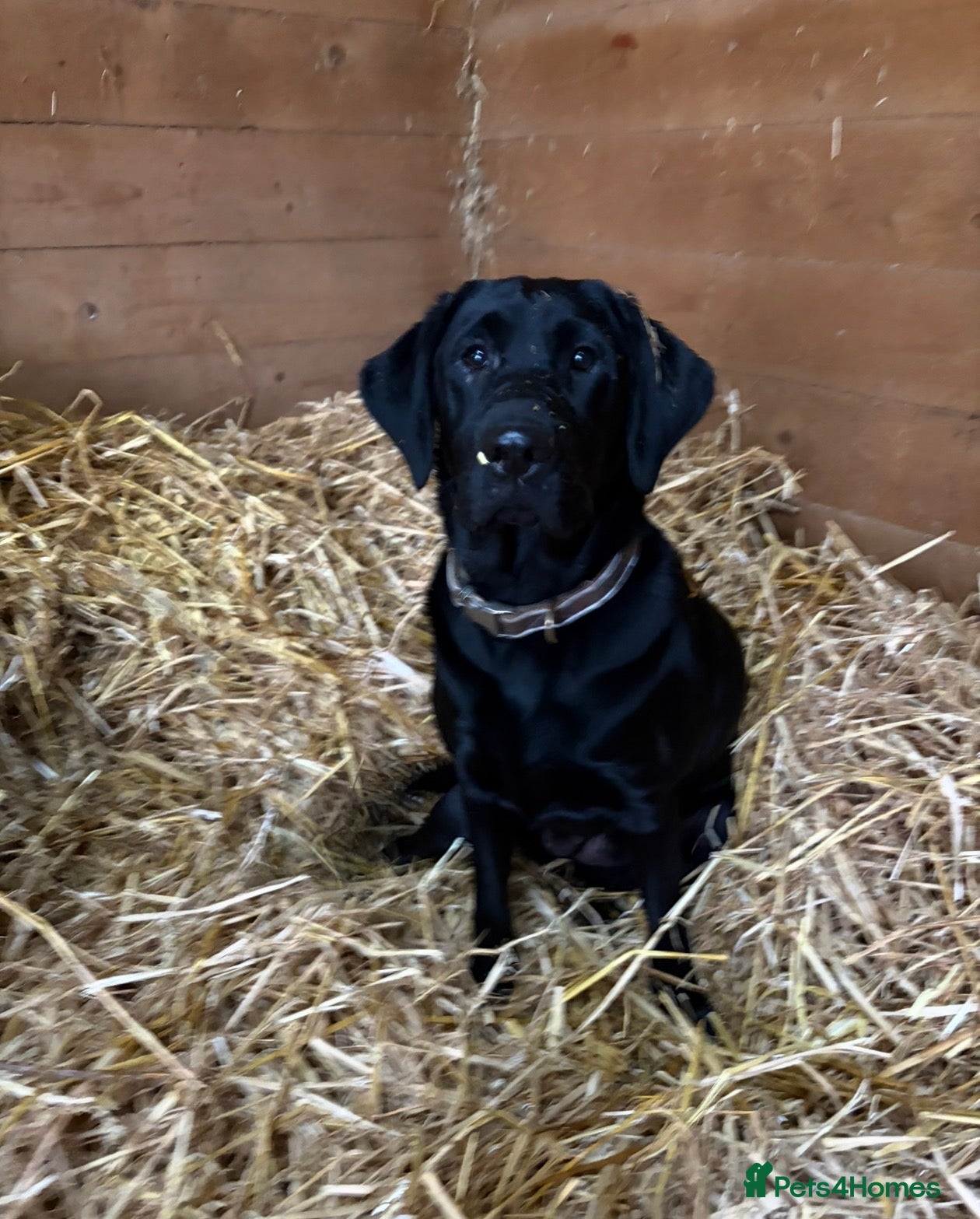 Labrador Retriever dogs 1 Year Old KC Black Lab Bitch - Advert 16