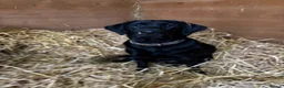 Labrador Retriever dogs for sale: 1 Year Old KC Black Lab Bitch - Advert 7