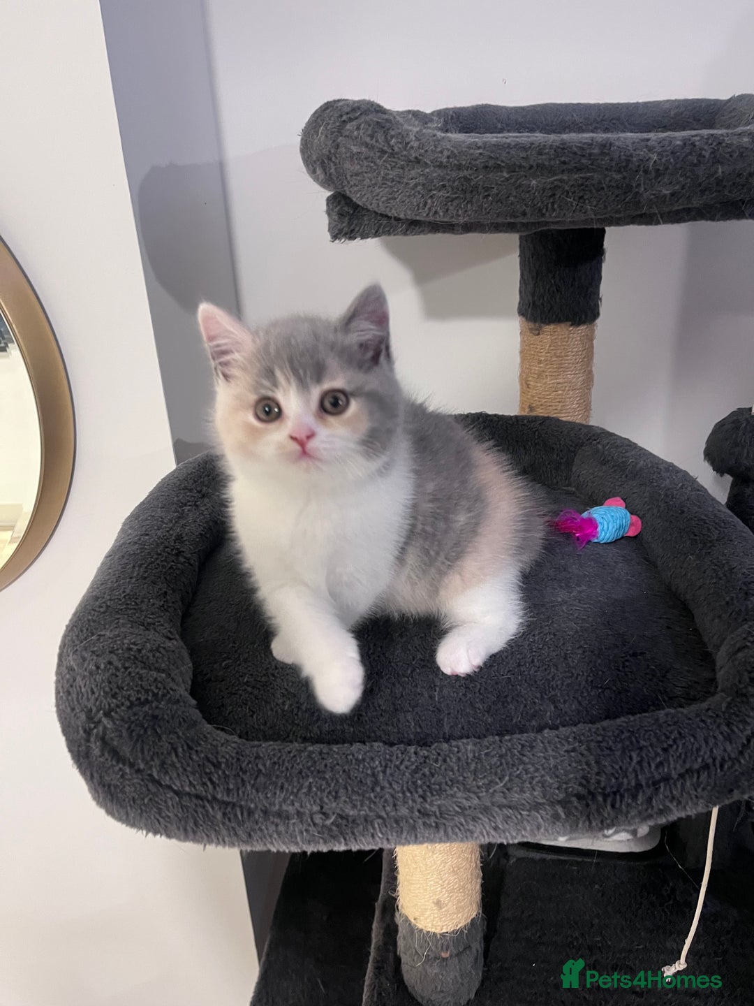 British Shorthair cats for stud: BSH Male for stud  - Advert 6