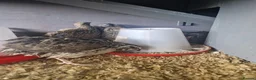Quail poultry for sale: 🐣 Coturnix & Jumbo Coturnix Quail Hatching Eggs  in Accrington - Advert 4
