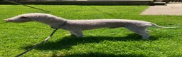 Mixed Breed dogs for sale: Working Bedlington terrier x whippet pups - Advert 6