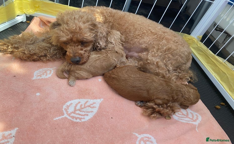 Toy Poodle dogs - Advert 10