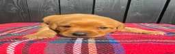 Labrador Retriever dogs for sale: 🧡 Fox Red KC working Labrador’s  in Thetford - Advert 31
