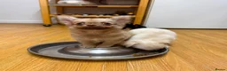 Chihuahua dogs for sale: Stunning Chihuahua Puppies Ready Now🐾 - Advert 2