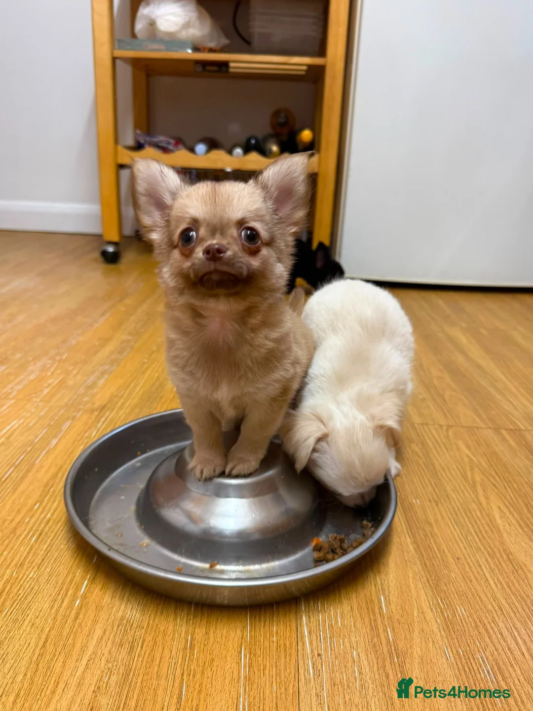 Chihuahua dogs for sale: Stunning Chihuahua Puppies Ready Now🐾 - Advert 2