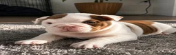 English Bulldog dogs for sale: Adorable English Bulldog Puppies in Leicester - Advert 2