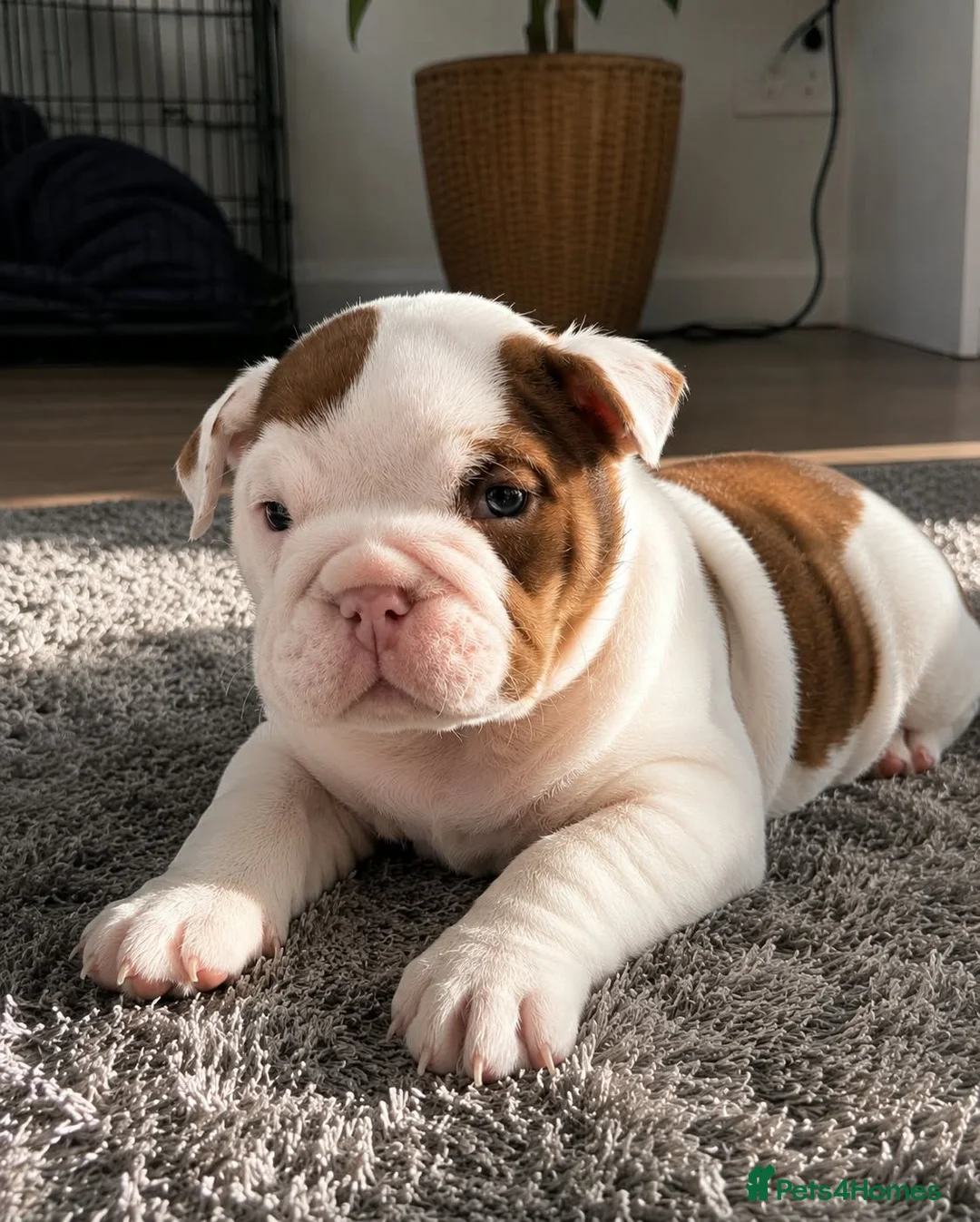 English Bulldog dogs for sale: Adorable English Bulldog Puppies in Leicester - Advert 2