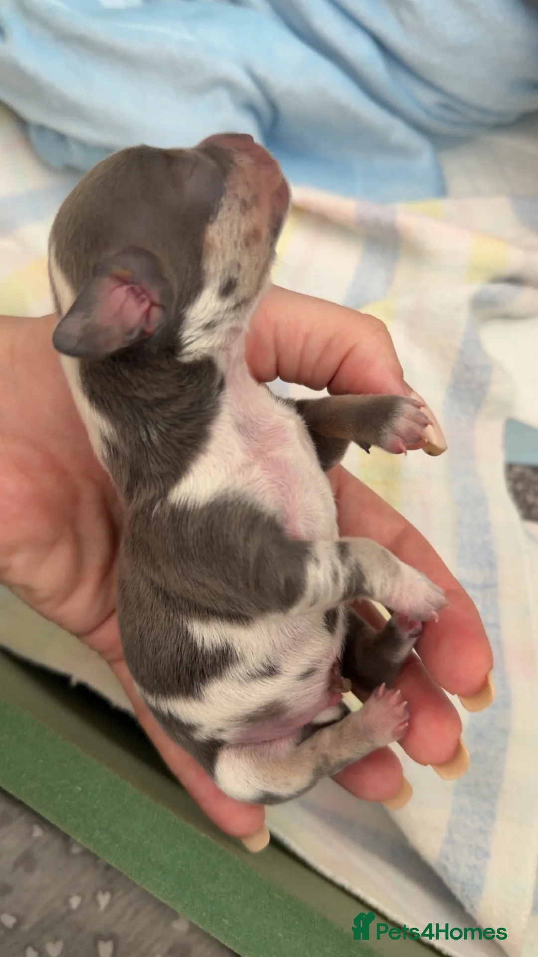 Dachshund dogs for sale: Stunning blue and tan dachshund  - Advert 1