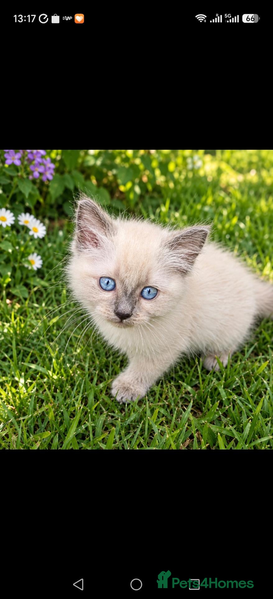 Ragdoll cats 3 beautiful Ragdoll boys ready forr new homes - Advert 17