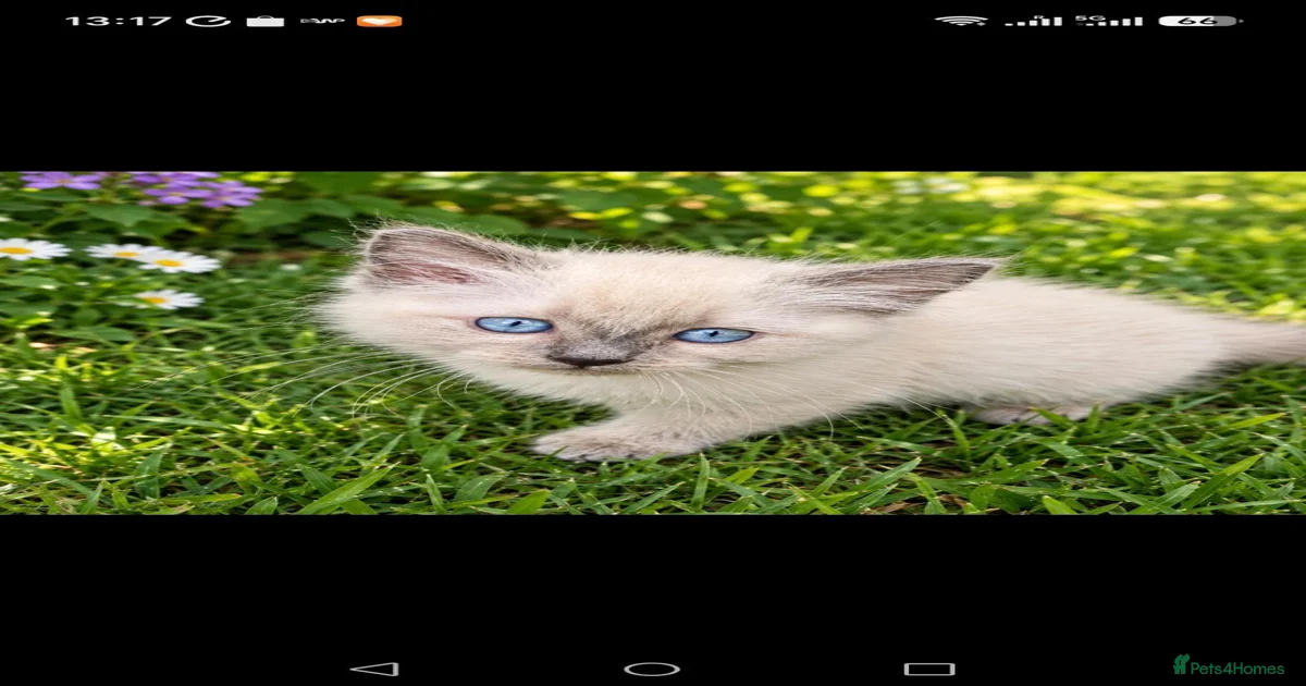 3 beautiful Ragdoll boys ready forr new homes for sale in Willenhall ...