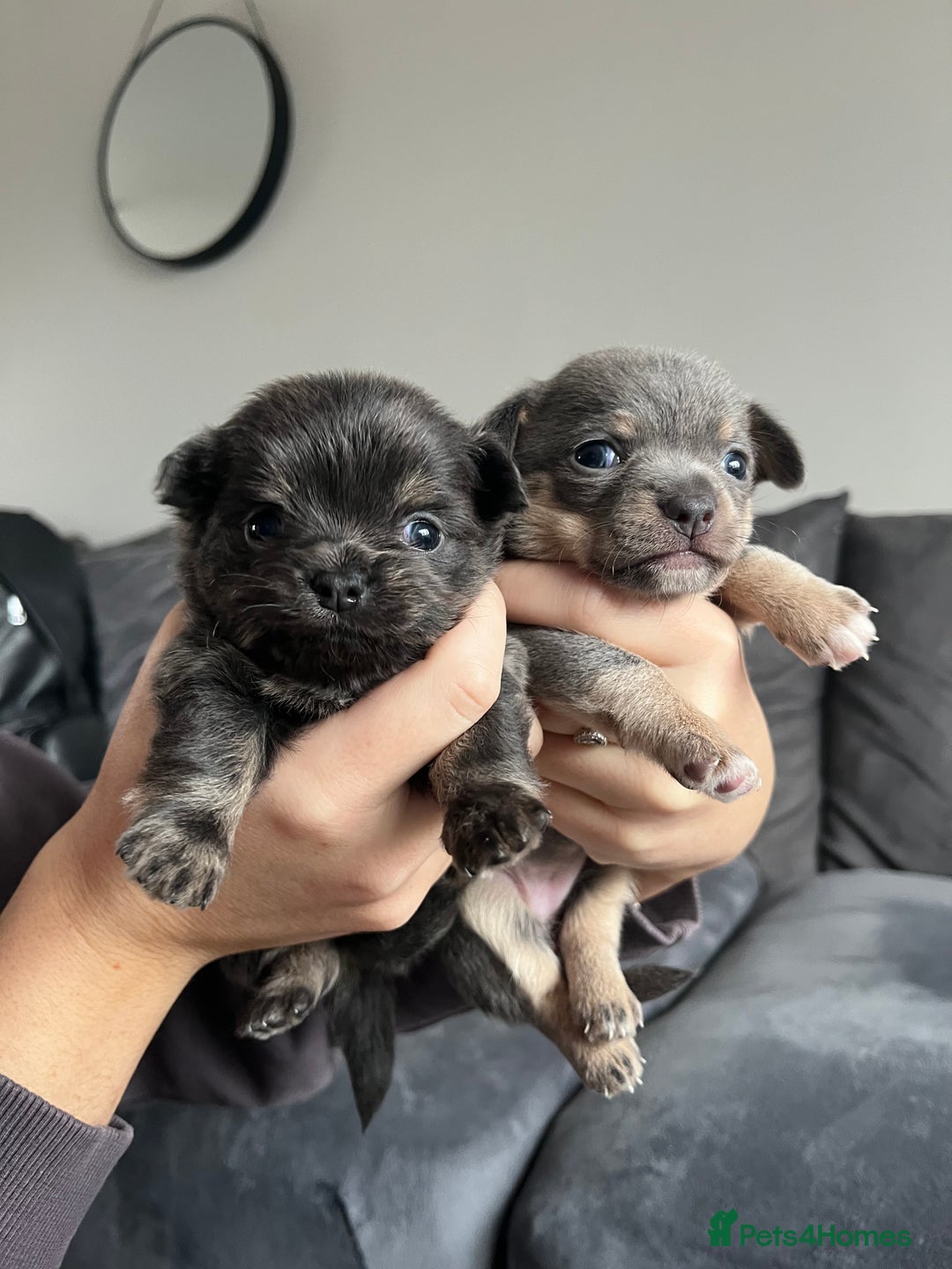 Chihuahua dogs for sale: Chihuahua Pups  - Advert 1