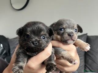 Chihuahua dogs Chihuahua Pups - Advert 4