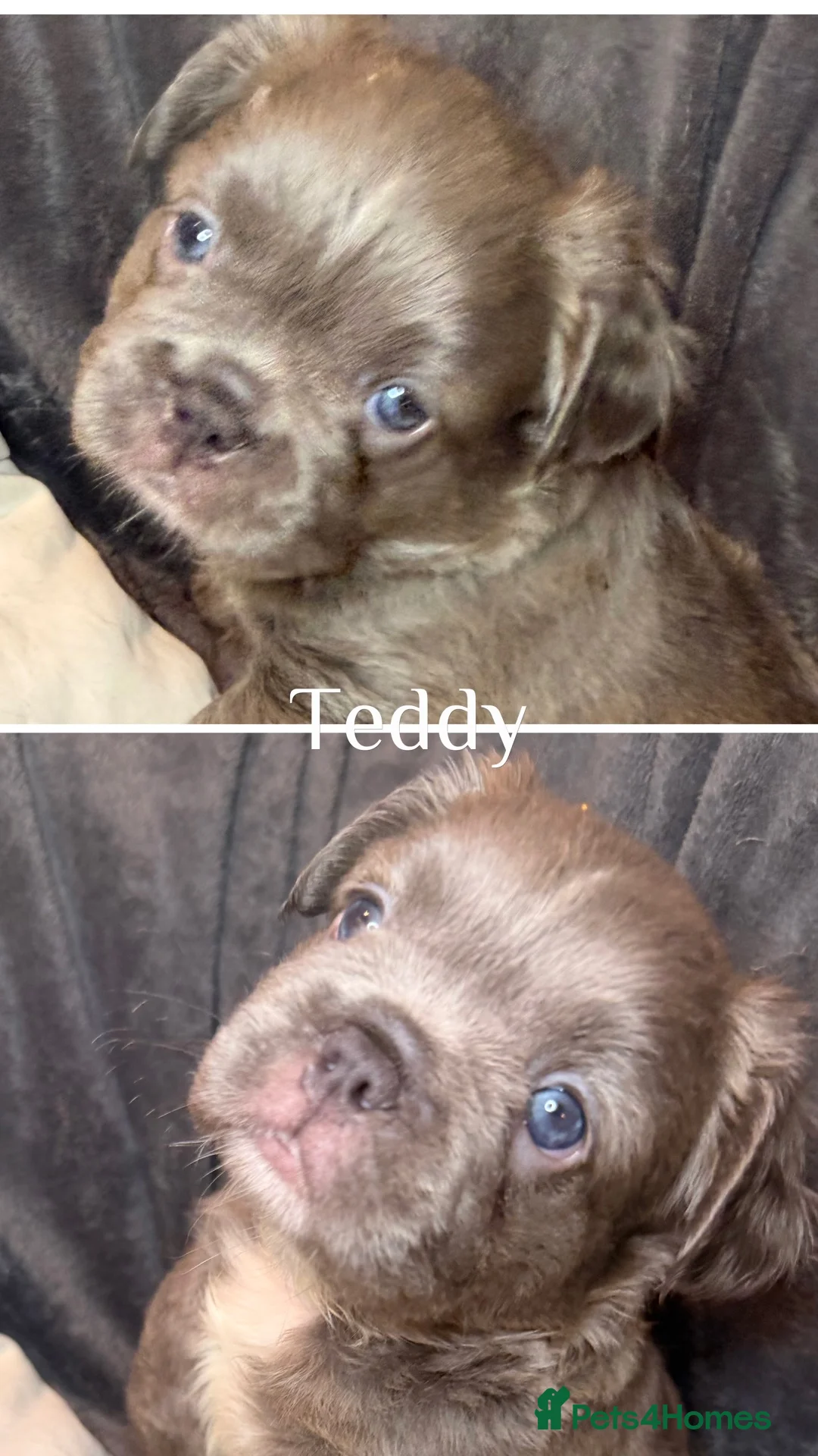 French Bulldog dogs for sale: Pedigree visual fluffy and fluffy carriers - Advert 2