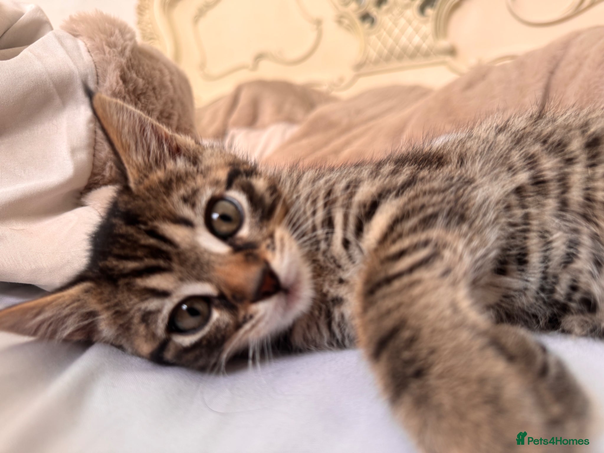 Mixed Breed cats tabby/russian blue mix female kitten - Advert 2