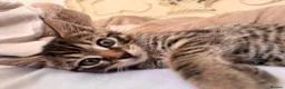 Mixed Breed cats for sale: tabby/russian blue mix female kitten in London - Advert 1