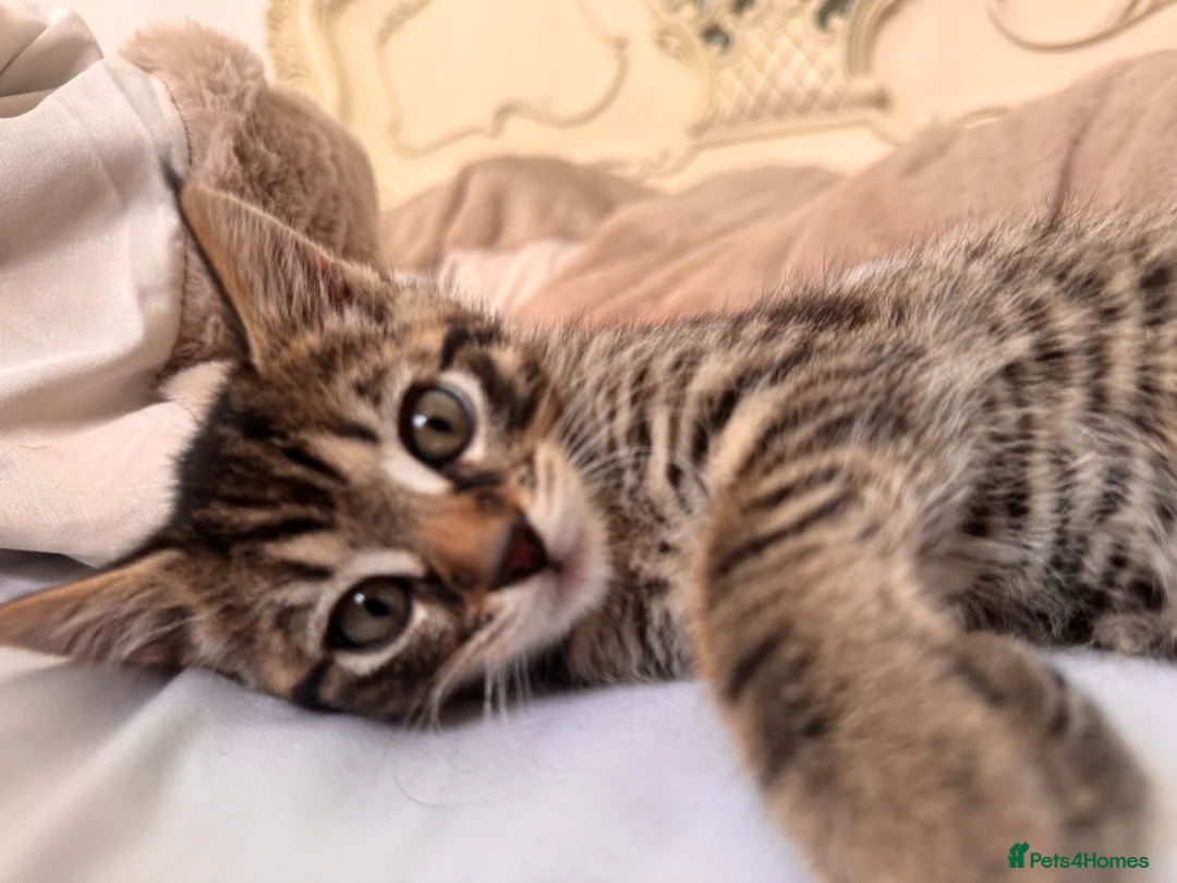 Mixed Breed cats for sale: tabby/russian blue mix female kitten in London - Advert 1
