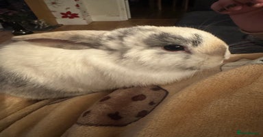 Mini Lop rabbits READY TO GO Beautiful mini lop rabbit GIRL - Advert 3