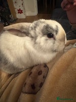 Mini Lop rabbits READY TO GO Beautiful mini lop rabbit GIRL - Advert 5