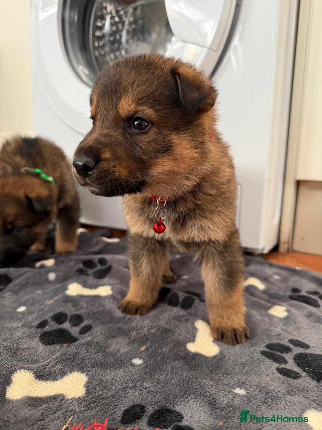 German Shepherd dogs for sale: KC Registered & Bred From Health Tested Parents  - Advert 25