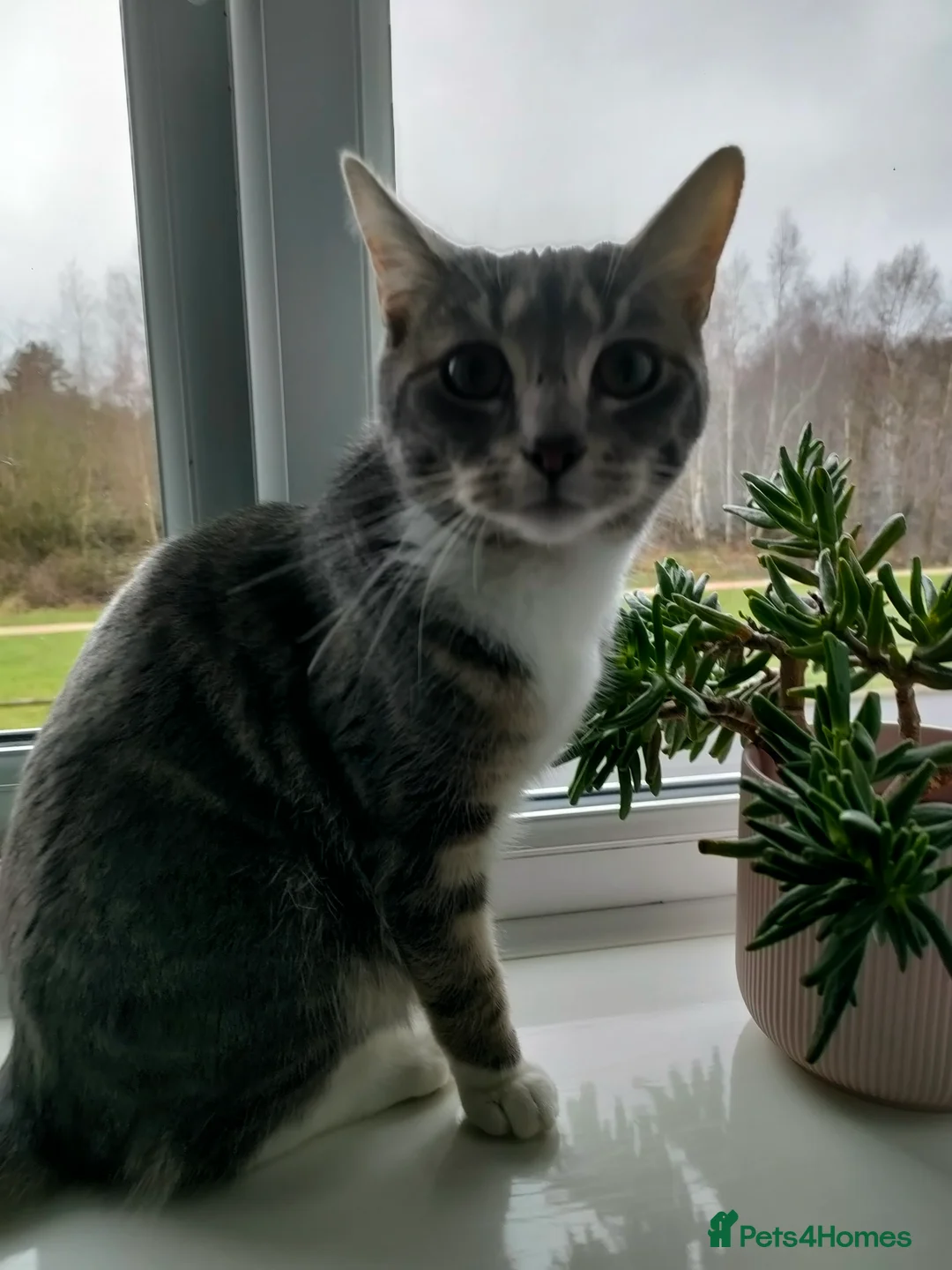 Mixed Breed cats for sale: Female Grey Tabby Kitten (10 months old) - Advert 3