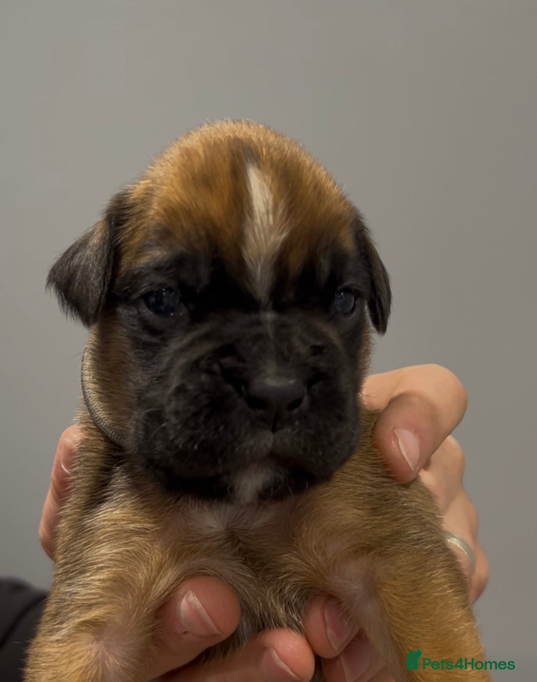 Boxer dogs for sale: 9 Beautiful Boxer Puppies - Pet Only  - Advert 10