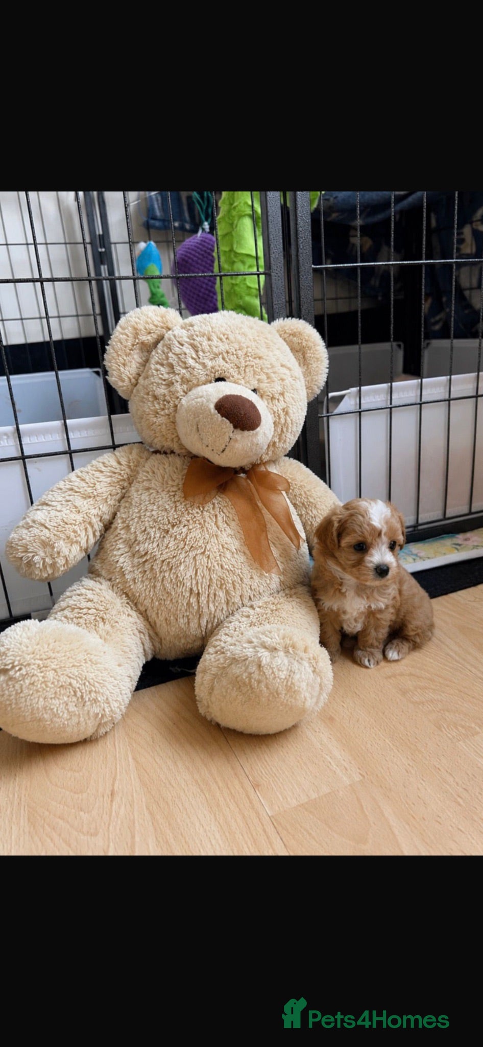 Maltipoo dogs 1 BOY LEFT (Oscar) RARE F1B Maltipoo Puppies - Advert 14