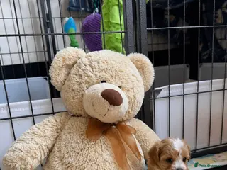 Maltipoo dogs 1 BOY LEFT (Oscar) RARE F1B Maltipoo Puppies - Advert 14