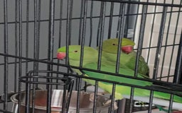 Parrots birds for sale: LOVELY PARR0TS WITH CAGE - Image 9