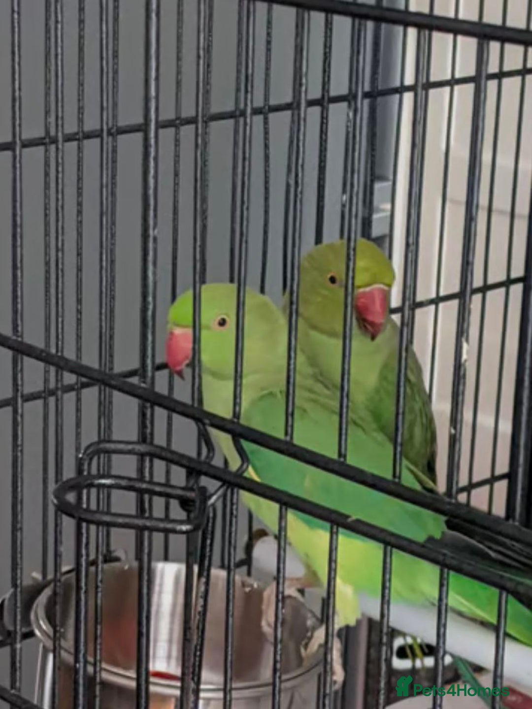Parrots birds for sale: LOVELY PARR0TS WITH CAGE - Image 9