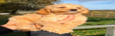 Cockapoo 1