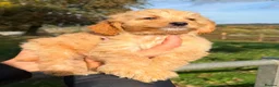 Cockapoo dogs for sale: Beautiful f1 merle cockerpoo  - Advert 6