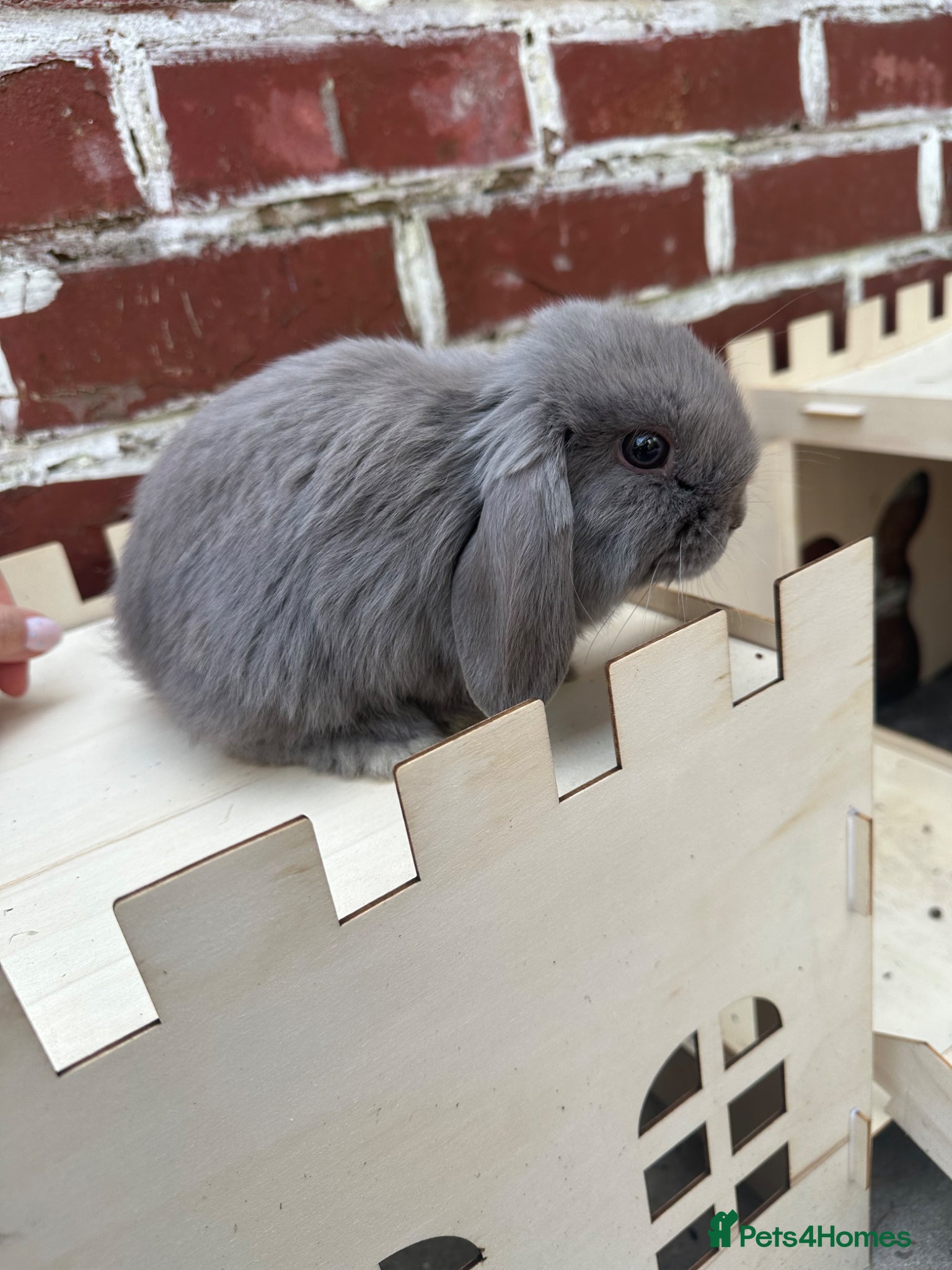 Mini Lop rabbits Male mini lop for sale  - Advert 2